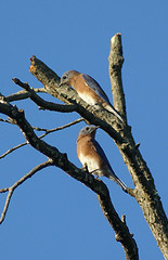 Eastern Bluebirds sitting on the bare upper branches of a dead tree.