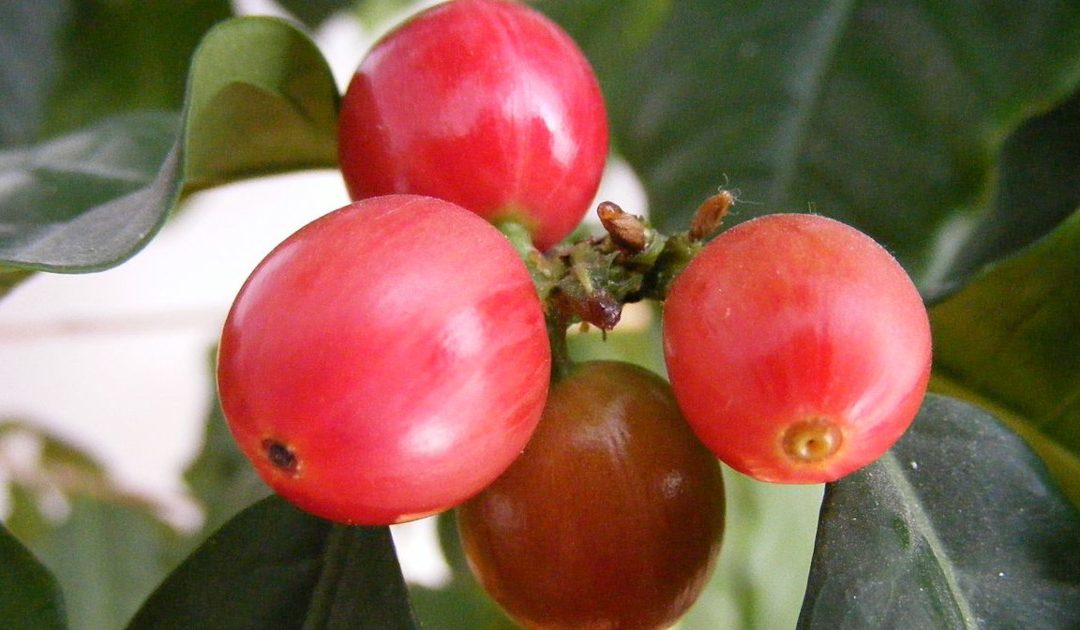 Bright red coffee berries on the bush with dark green leaves.