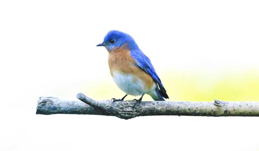 Eastern Bluebird on a Branch. Blue back and wings, orange upper breast, white lower breast, black wingtips.