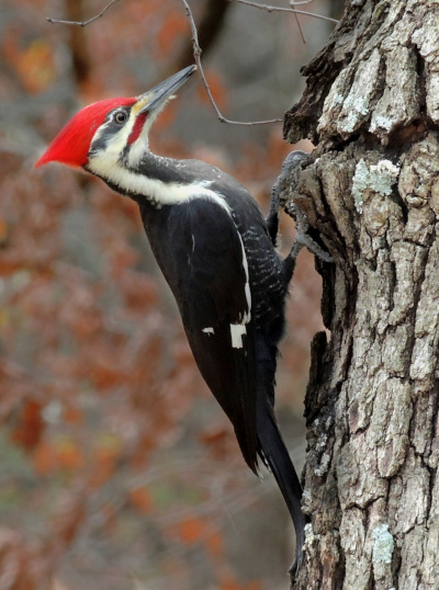 Pileated Woodpecker Hunting Insects in a Tree/