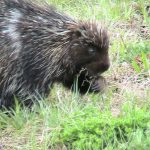 Porcupine eating grass
