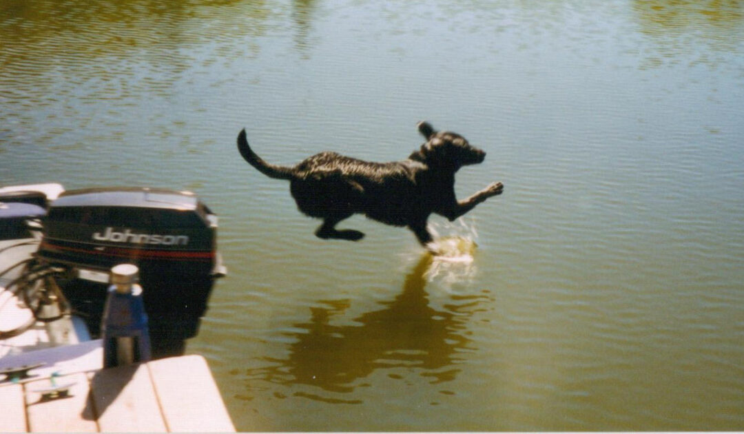 Willy, a black Labrador retriever leaps off a dock into a lake