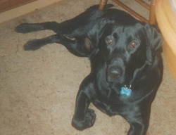 Willy, the Black Labrador Retriever Patiently Laying on his side and Watching
