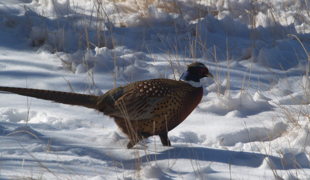 A Pheasant walks on snow in the Winter